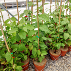 Aktinídia význačná - kiwi (Actinidia kolomikta) ´SENTYABRASKYA´ - výška 130-150 cm, kont. C3L